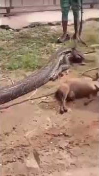 A Community along Abuja Airport Road have killed a huge python with a dead goat recovered from its b