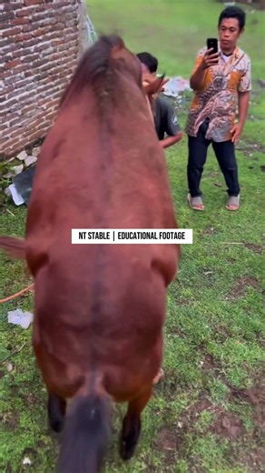 Eps 90 | Natural Horse Breeding Process | NT Stable Documentary #pets #horse #nature #animals #fyp
