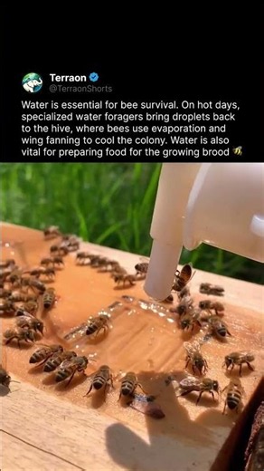 The Secret Job Bees Do Just to Keep Their Hive Alive