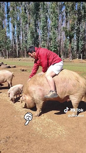 Cosco y el compare Chico Liopo #Cosco #Viral #parati #chile #araucania