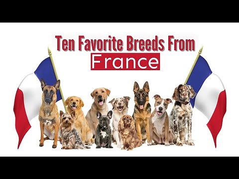 MY TEN FAVORITE FRENCH DOG BREEDS!