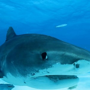 Sharks are heading to beaches in the north of the U.S. (including in New England) earlier in the year than they used to. Here's the science behind their extended summer vacations: | NOVA l PBS
