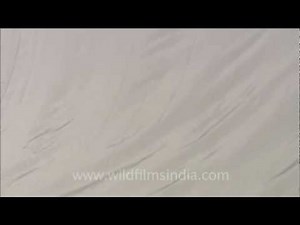 Sheer silk fabric...