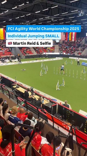🇬🇧 Martin Reid & Selfie on the Individual Jumping Small course – fast, focused and smooth! 🔥 A brilliant run representing Team GB with style. #AWC2025 #AgilityWorldChampionship #TeamGB #MartinReid #Selfie #DogAgility #AgilityDogsWorld #AgilityLife #AgilityCommunity #AgilityCompetition #DogSport #JumpingRun | Agility Dogs World