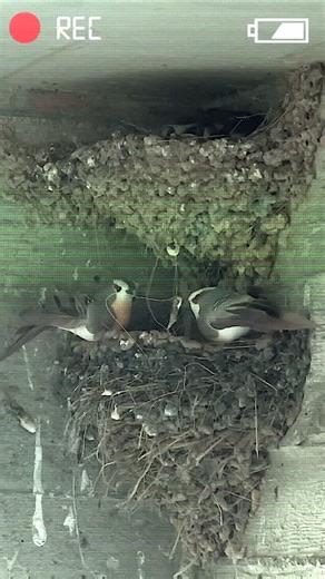 5-Minute Green on Instagram: "Turn old rackets into a DIY bird cage 🦜 💚 #diyproject #birdlovers #upcyclingideas #creativediy #ecofriendly"