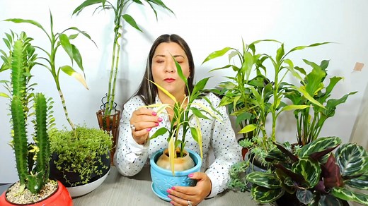 Como Cultivar Bambu En Casa Cuidados y Reproduccion | Jardín De La Chita
