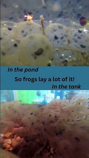 Frogspawn Progress week 1 #wildlife #ecology #nature #beaver #frog #frogs #frogspawn #education