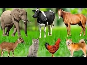 Cute Farm Animals: Sheep, Puppy, Chick, Kitten, Pig, Cow, Goat, Rabbit, Horse, Bee – Animal Video