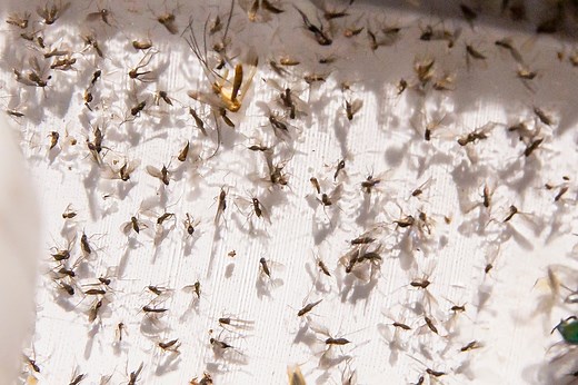 How to Get Rid of Biting Gnats, According to an Exterminator
