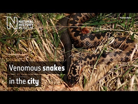 Venomous snakes in the city | Meet the adders that call London home