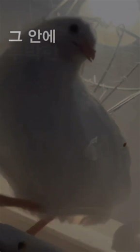 그대 춤을추는 나무같아요(w.리리)#나무 #미니메추리 #buttonquail #떡상기원