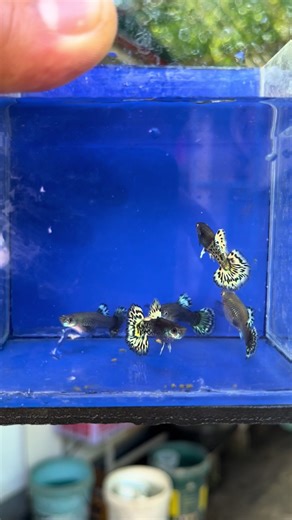 Metal leopard 🐆 #fyp #guppy #fish #fishbreeder #fishkeeping