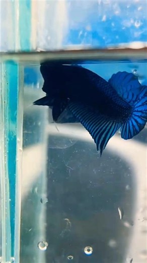 Betta fish breeding successfully ☺️#shorts #video #viral #trending #youtubeshorts