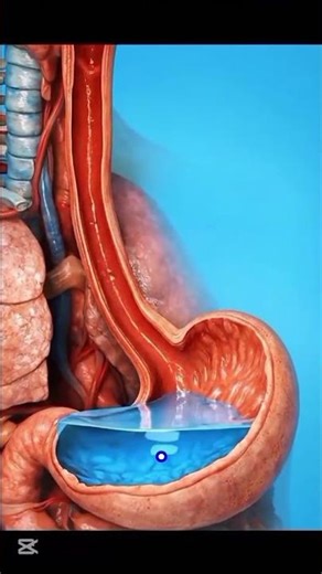 How Water Is Absorbed in the Human Body | Water Absorption & Digestion Explained