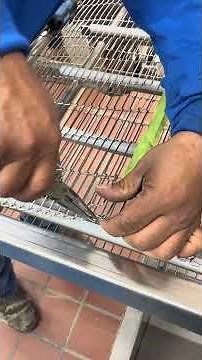 RS Cryo Compact Tunnel Freezer. How to connect clip style conveyor belt. #cryogenic #conveyor