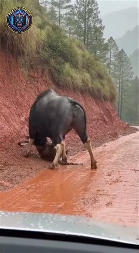 Gaur attacks leopard on a muddy road