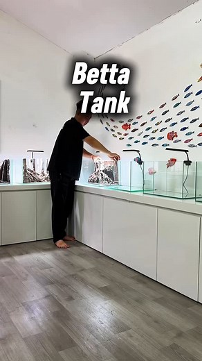 DioramaAquascape | 60-second setup for 9 betta tanks. Use code: HOTSUMMER to get an extra 5% off! #aquascape #aquarium #aquascapes #aquascaping #aquascaper... | Instagram