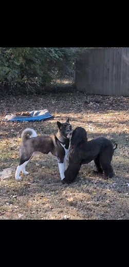 Anyone want to hear what a goofy akita sounds like? lol The boys playing without Cici to interfere. | Barbie Claypool