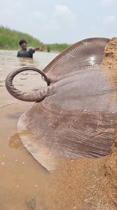 114K views · 615 reactions | Unbelievable technique catching big stuck Stingray fish #fish #fishing #stingray | Discovery Site | Facebook