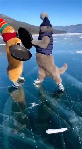 Two Cats Wrestling in a Ring… Then the Frying Pan Knockout 😂🐱 Funniest Cat Fight Ever #shorts – #ai