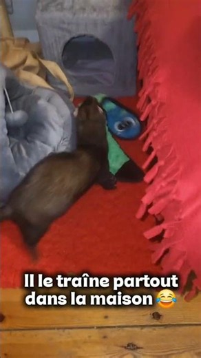 Kyûbi est obsédé par son doudou serpent 🐍❤️