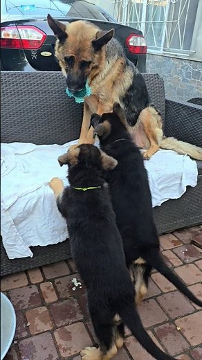 🤣Mom, give us back our toy! Cute German Shepherd puppies and their funny mom.