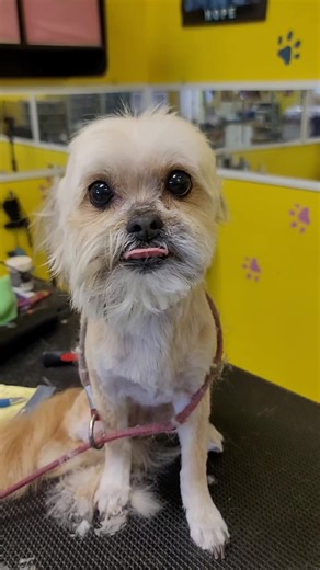 here's a short detail video on how I groomed a Yorkie poodle mix named Camila as well as products and tools used if you'd like to purchase any of these products, visit www.thedogstop915.com