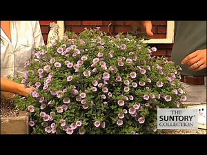 Commercial Grower Tips & Benefits: Million Bells Bouquet calibrachoas