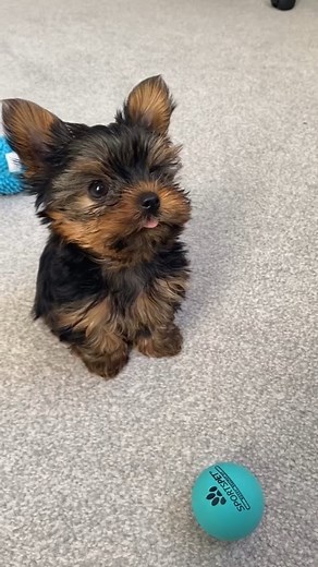 Jov Constantine on Instagram: "Cute Yorkie Baby🥰🥰 #yorkie #puppy #doggydo #instayorkie #yorkshireterrier #babyyorkie #dog #instadog #instayorkie #yorkielife #yorkielove"