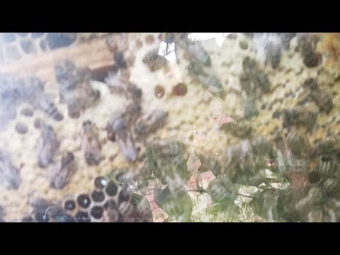 🐝Mathias m🐝 überträgt einen Livestream.