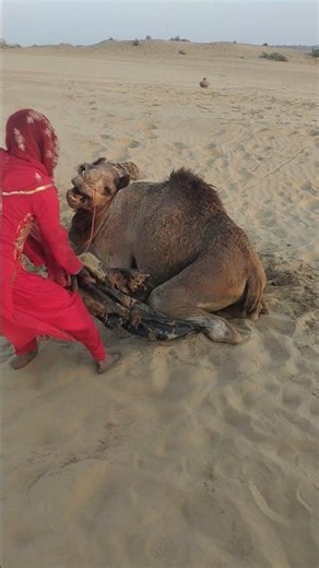 المرأة تسحب كيس الماء من تحت الجمل فيمسكه الجمل بفمه