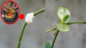 44K views · 1K reactions | Tips To Stimulate Orchid Sprouts Super Fast With Rose Petals | DIY Balcony Garden | Facebook