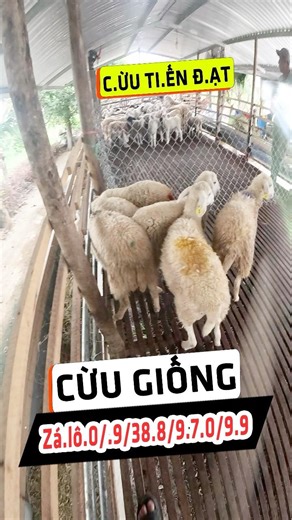 Tien Dat breeds various types of sheep and shares his secrets from sheep farming. #sheepbreeding ...