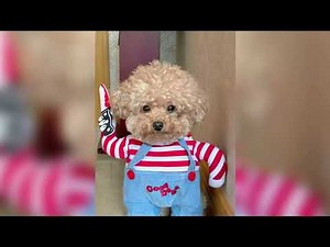 10 Scary Halloween Pet Costumes for Your Spooky Pooch