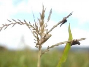 Control biológico contra el chapulín - CESAVEQ