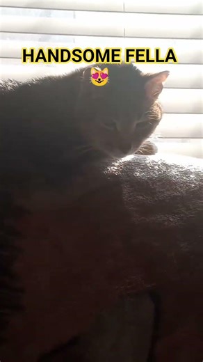 #cat 😻Handsome Fella 😍 #SunBathing