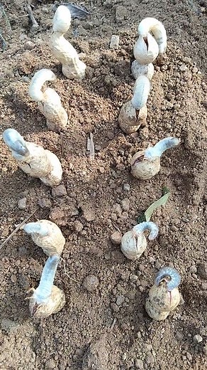 38K views · 40 reactions | worm reproduction process. | Media 2 | Facebook