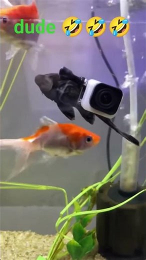 Suckerfish has a gopro camera 🤣🤣🤣