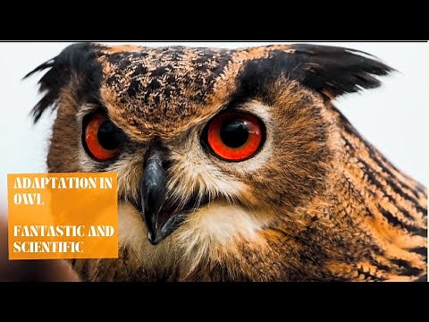 Adaptation In Owl | Adaptation In Animals| Science For Kids| Science Adaptation For Grade 4| Owls