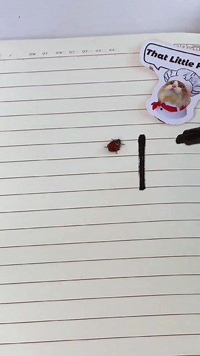 Cat Artist: Drawing Adventures with a Ladybug