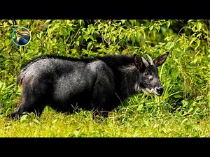 Guardians of the Green | Wildlife Conservation in Laos’ Rainforests