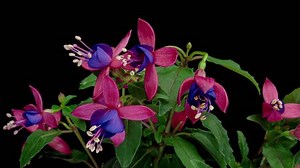 Blooming Fuchsia Time Lapse Beautiful Pink Stock Footage Video (100% Royalty-free) 1105284761 | Shutterstock