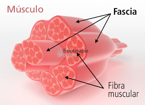 Fascia