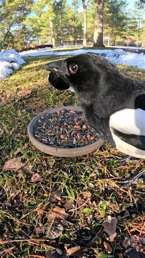 Two Magpies Eating Together in the Winter Sun