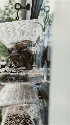 Flying Squirrel - Jumps from 3rd Floor