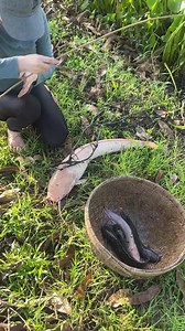 Unique fishing with survival skills to catch huge fish | Emma Girl Fishing