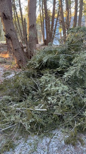 Woke up this morning to a few trees down but this one blocked the driveway. I had to drive the truck through the hard to get out lol. | The Away Frame