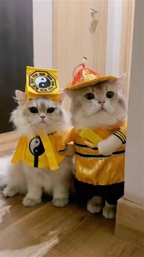 🙀: Starting to be scary again, hey #cutecat #cat #cat #funny #funnycats