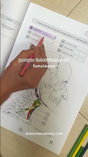 🧠 Anatomía de los músculos hioideos