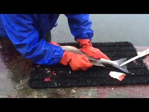 Silver salmon ulu how to